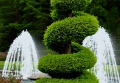 植栽