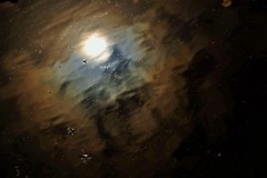 池の小宇宙