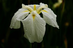 雨の薄衣