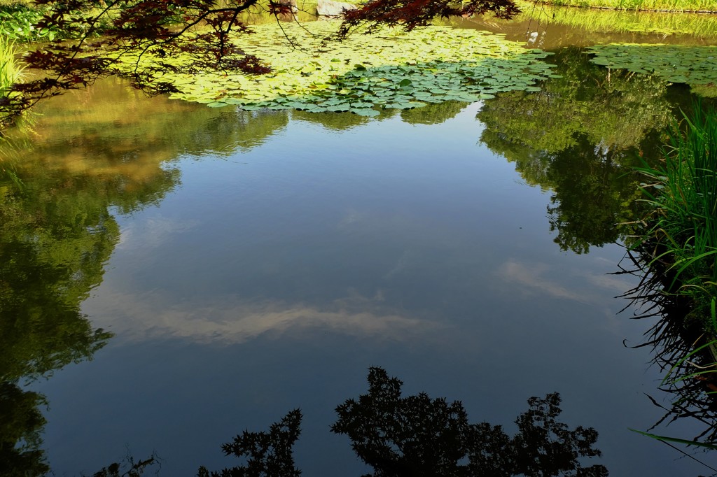 初夏の池