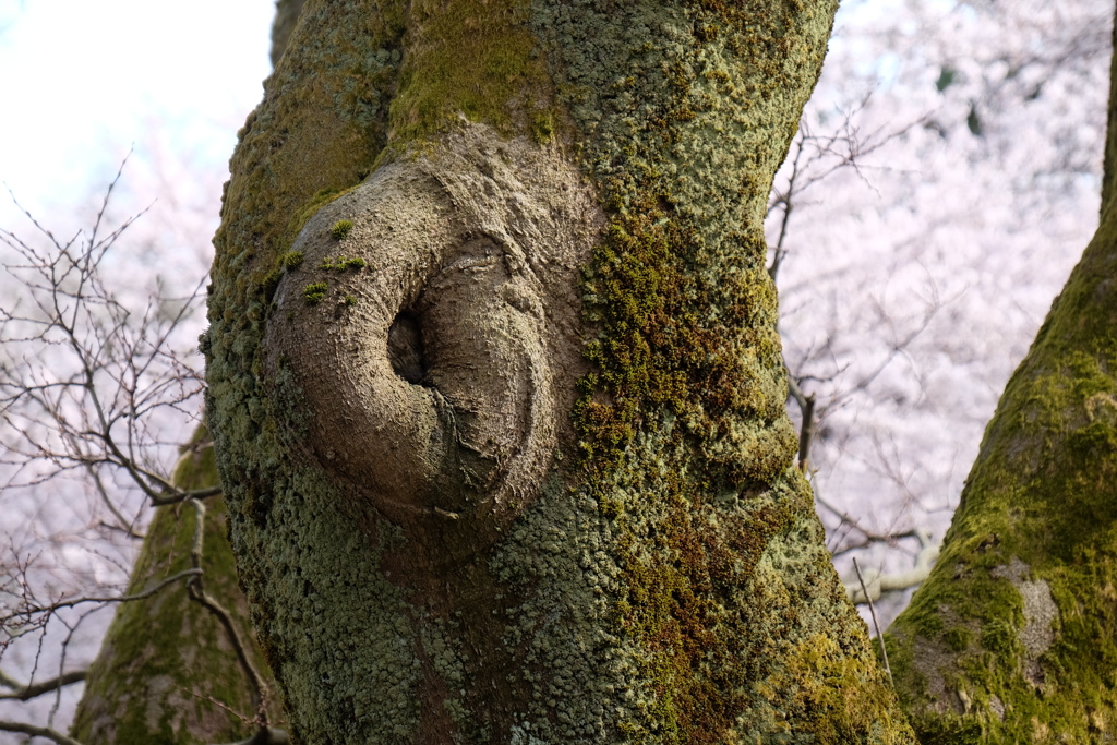 耳