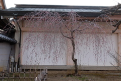 枝垂れ白壁