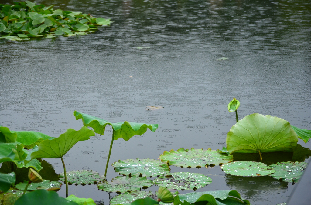 雨の蓮池