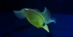 海の舞