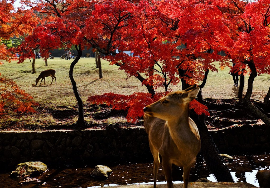 紅葉と鹿