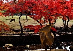 紅葉と鹿