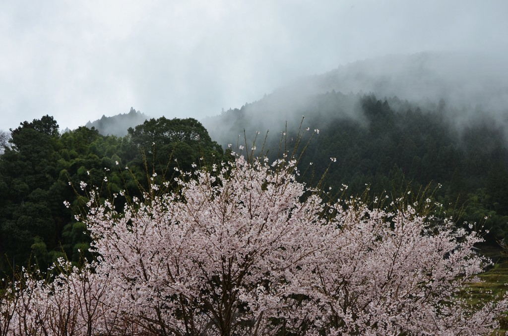 煙る山