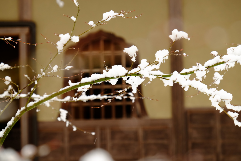 雪の花