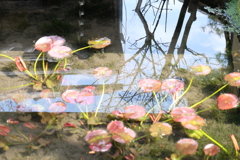 水中花