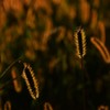 夕日の穂
