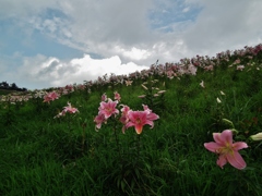 百合山