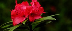石楠花