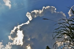 草と夏雲