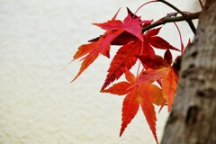 紅