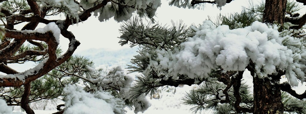 松に雪