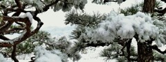松に雪