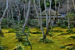 苔の庭