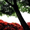 朱・新緑