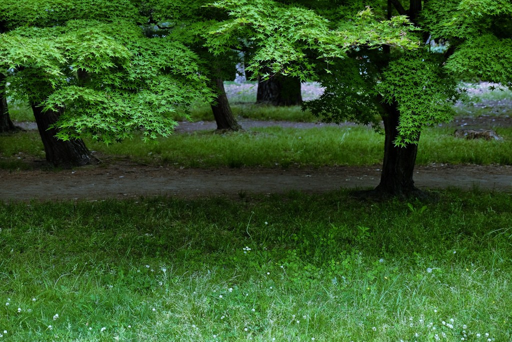 森の道