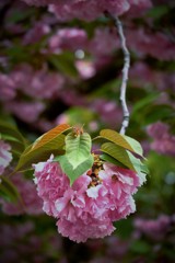 ’１８桜