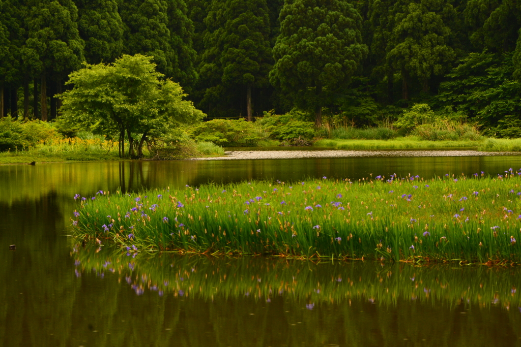 鎮まりの池