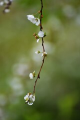 一枝