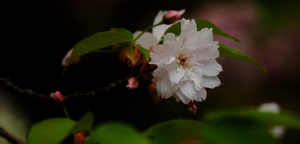 ’１８桜