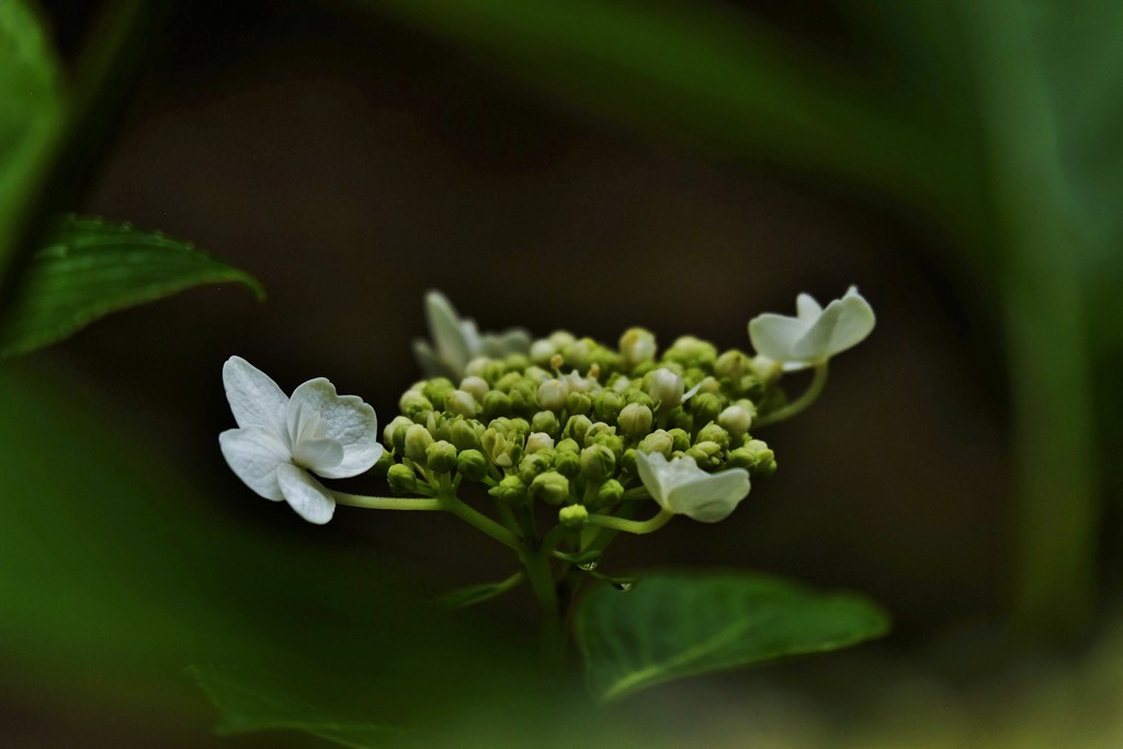 梅雨の花