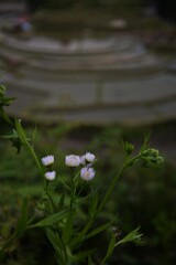 野の花