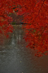 秋雨