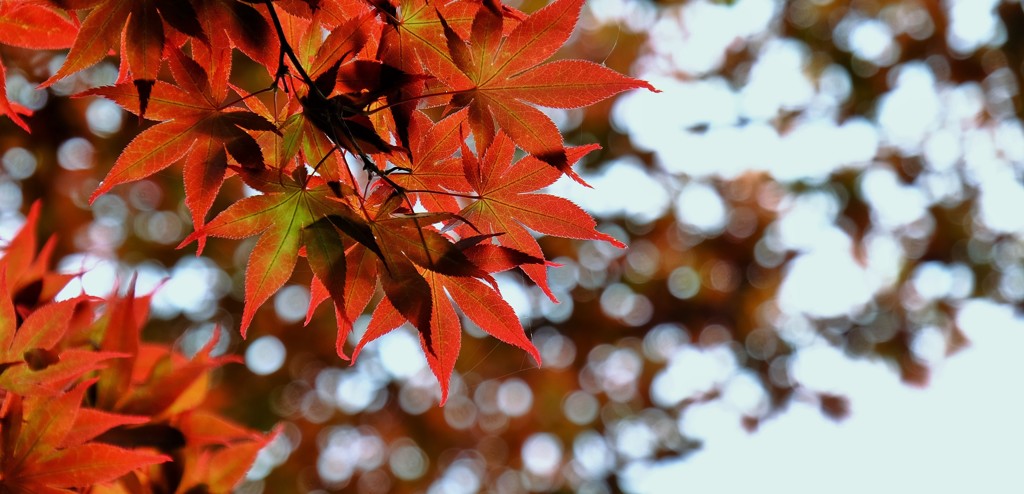 紅潮