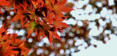 紅潮