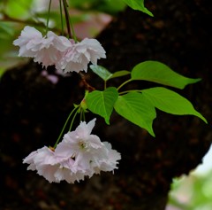 ’１８桜