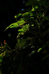 木洩れ陽受けて