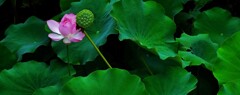 頬寄せて