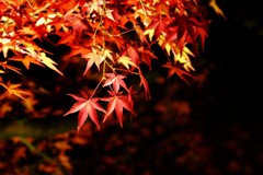 錦秋