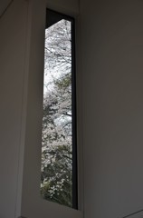 窓外の桜