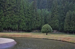 杜の一本樹