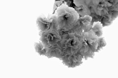 ’１８桜