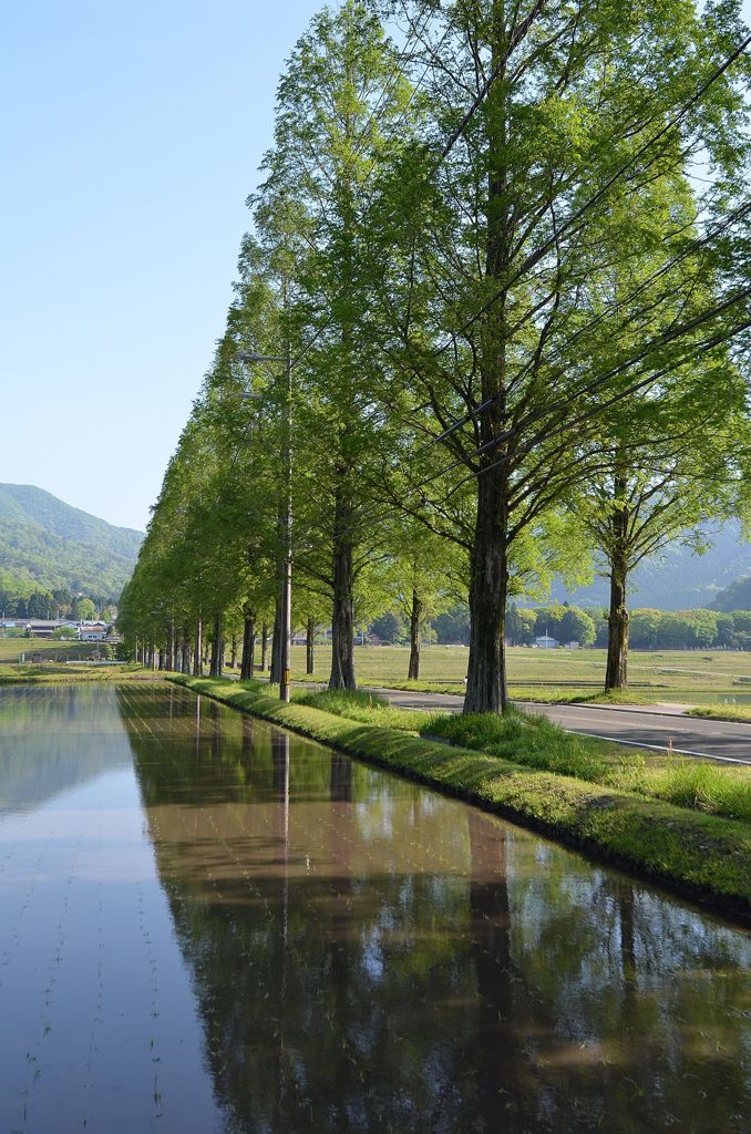 新緑の田
