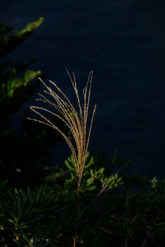 失穂の芒