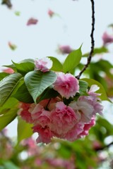 ’１８桜