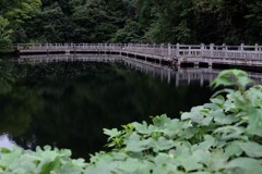 紅葉待ちの池