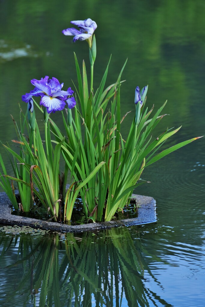 池花（活け花）