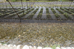 山葵田
