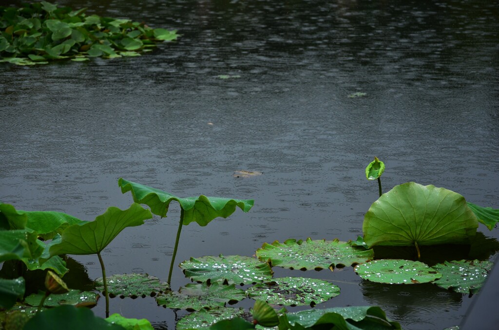 雨