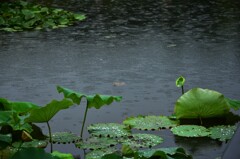 雨