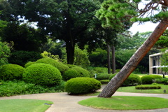 植栽