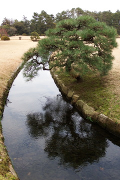 川端の松