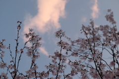 桜間の雲